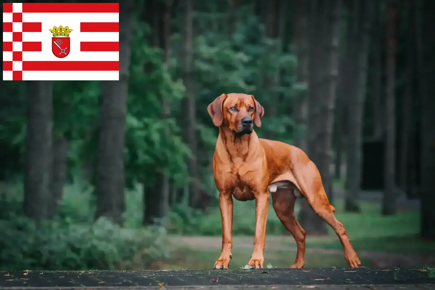 Read more about the article Rhodesian Ridgeback breeder and puppies in Bremen