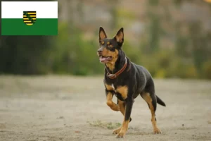 Read more about the article Australian Kelpie breeders and puppies in Saxony