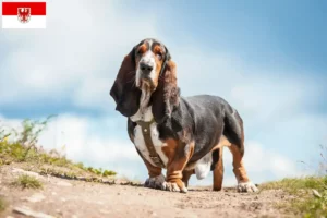 Read more about the article Basset Hound breeders and puppies in Brandenburg