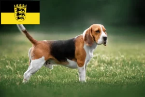 Read more about the article Beagle breeders and puppies in Baden-Württemberg