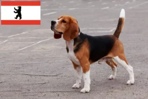 Read more about the article Beagle breeders and puppies in Berlin