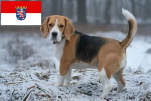 Read more about the article Beagle breeders and puppies in Hessen