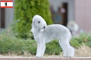 Read more about the article Bedlington Terrier breeders and puppies in Berlin