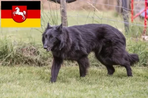 Read more about the article Belgian Shepherd Dog Breeder and Puppies in Lower Saxony