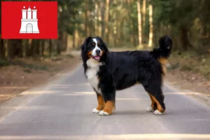 Read more about the article Bernese Mountain Dog Breeder and Puppies in Hamburg