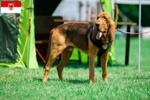 Read more about the article Bloodhound breeders and puppies in Brandenburg