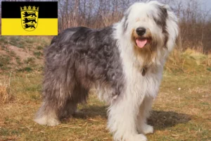 Read more about the article Bobtail breeders and puppies in Baden-Württemberg