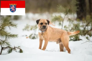 Read more about the article Border Terrier breeders and puppies in Hessen