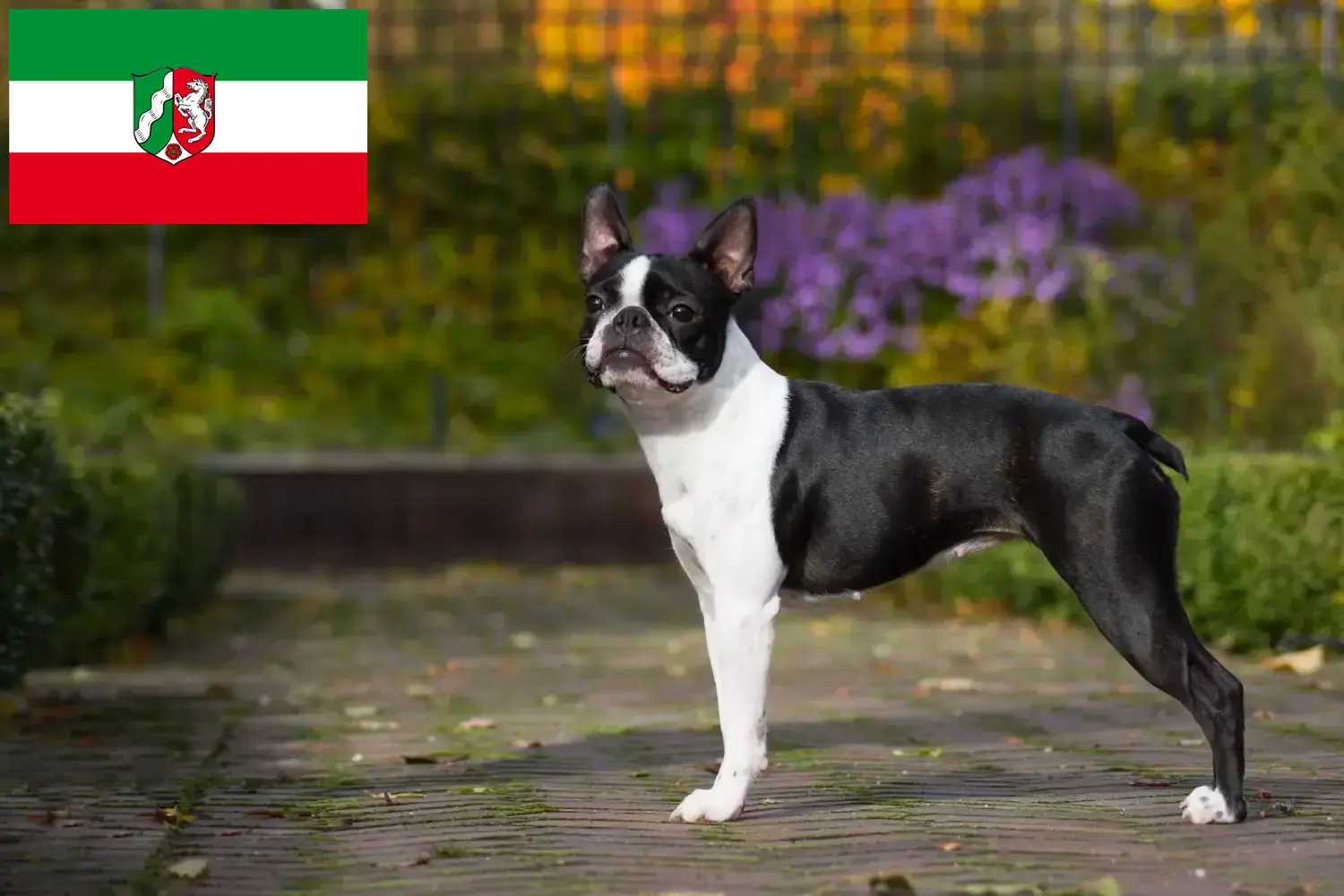 Read more about the article Boston Terrier breeders and puppies in North Rhine-Westphalia