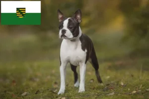 Read more about the article Boston Terrier breeders and puppies in Saxony