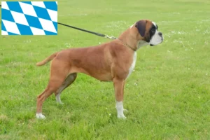 Read more about the article Boxer breeders and puppies in Bavaria