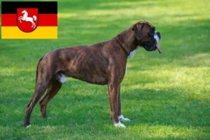 Read more about the article Boxer breeders and puppies in Lower Saxony