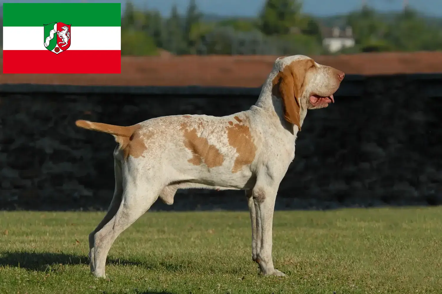 Read more about the article Bracco Italiano breeders and puppies in North Rhine-Westphalia