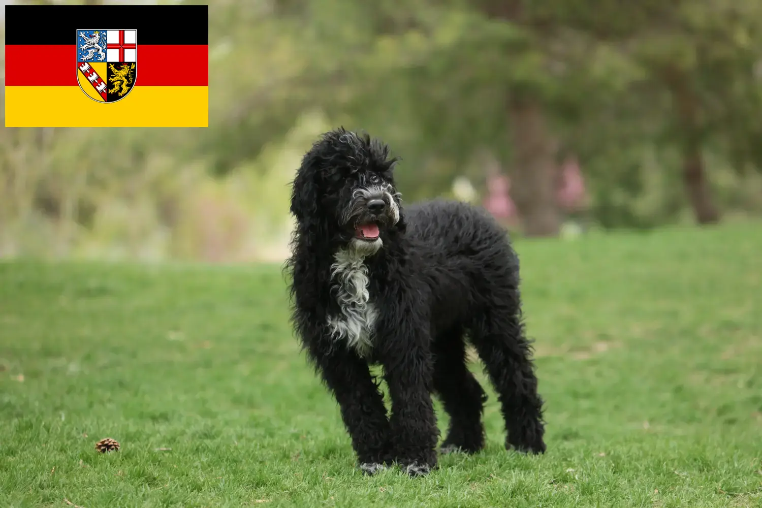 Read more about the article Cão de Agua português breeders and puppies in Saarland