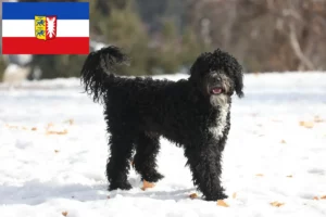 Read more about the article Cão de Agua português breeders and puppies in Schleswig-Holstein