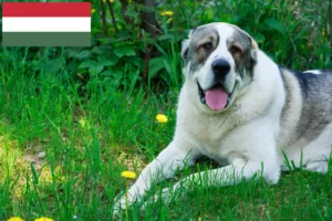 Read more about the article Central Asian Shepherd Dog Breeder and Puppies in Hungary