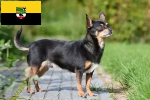 Read more about the article Chihuahua breeders and puppies in Saxony-Anhalt