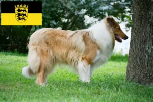 Read more about the article Collie breeders and puppies in Baden-Württemberg