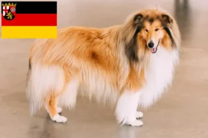 Read more about the article Collie breeders and puppies in Rhineland-Palatinate