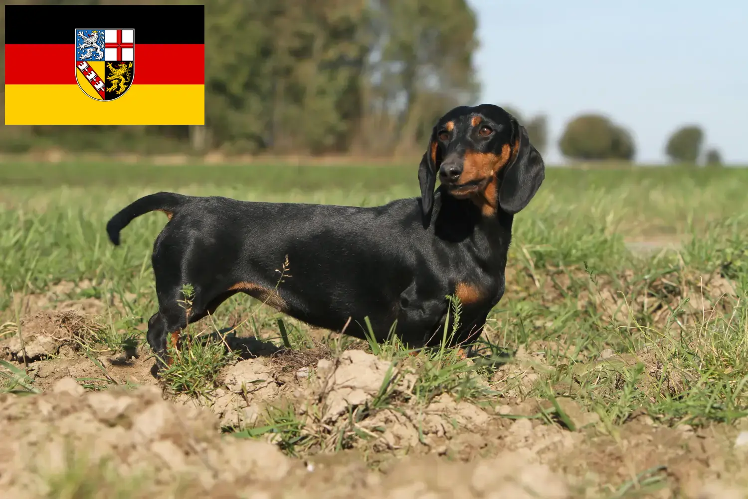 Read more about the article Dachshund breeders and puppies in Saarland