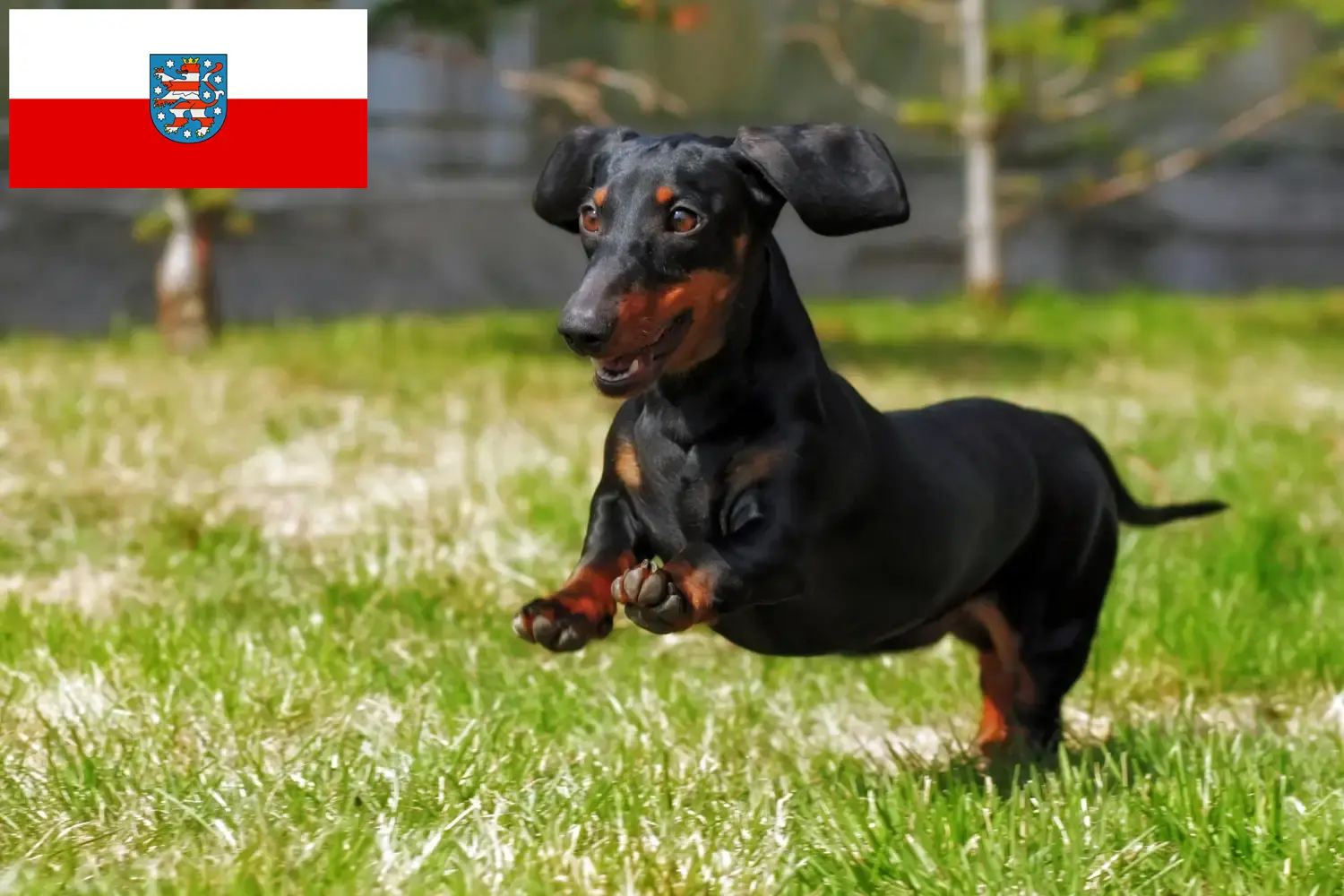 Read more about the article Dachshund breeders and puppies in Thuringia