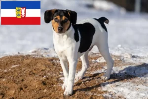 Read more about the article Danish-Swedish Farmdog breeders and puppies in Schleswig-Holstein