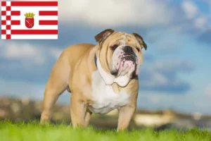 Read more about the article English Bulldog breeder and puppies in Bremen