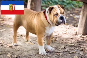 Read more about the article English Bulldog breeders and puppies in Schleswig-Holstein