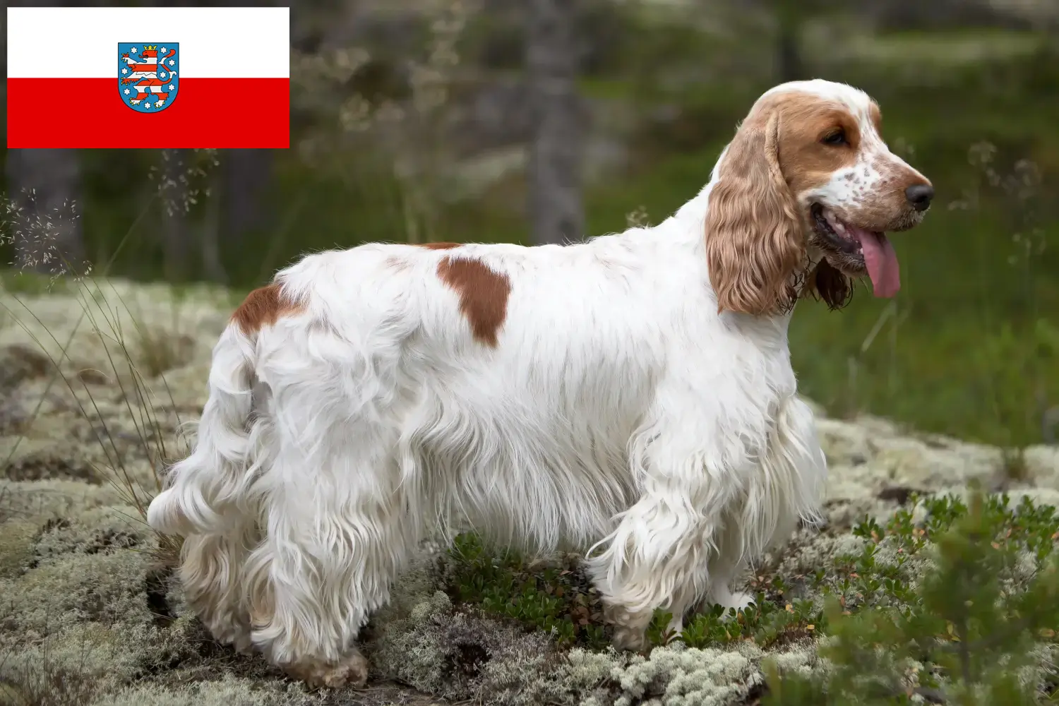 Read more about the article English Cocker Spaniel breeders and puppies in Thuringia