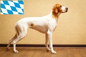 Read more about the article English Pointer breeders and puppies in Bavaria