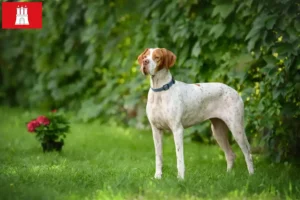 Read more about the article English Pointer breeders and puppies in Hamburg