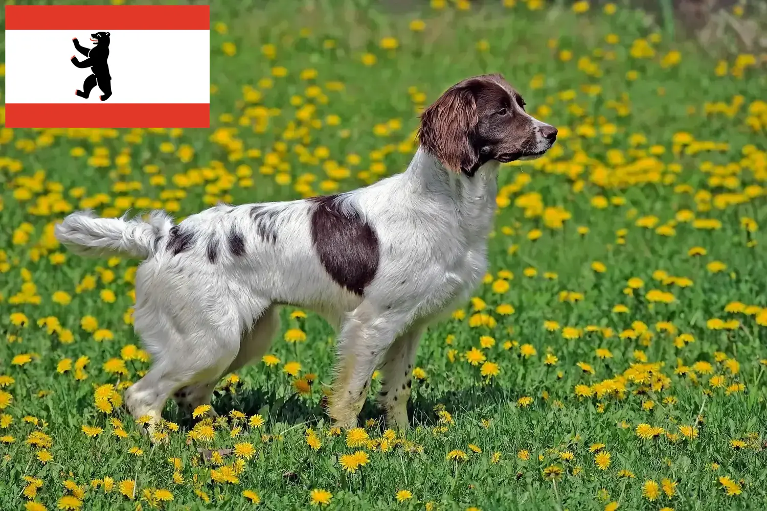 Read more about the article English Springer Spaniel breeders and puppies in Berlin