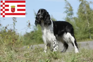 Read more about the article English Springer Spaniel breeder and puppies in Bremen