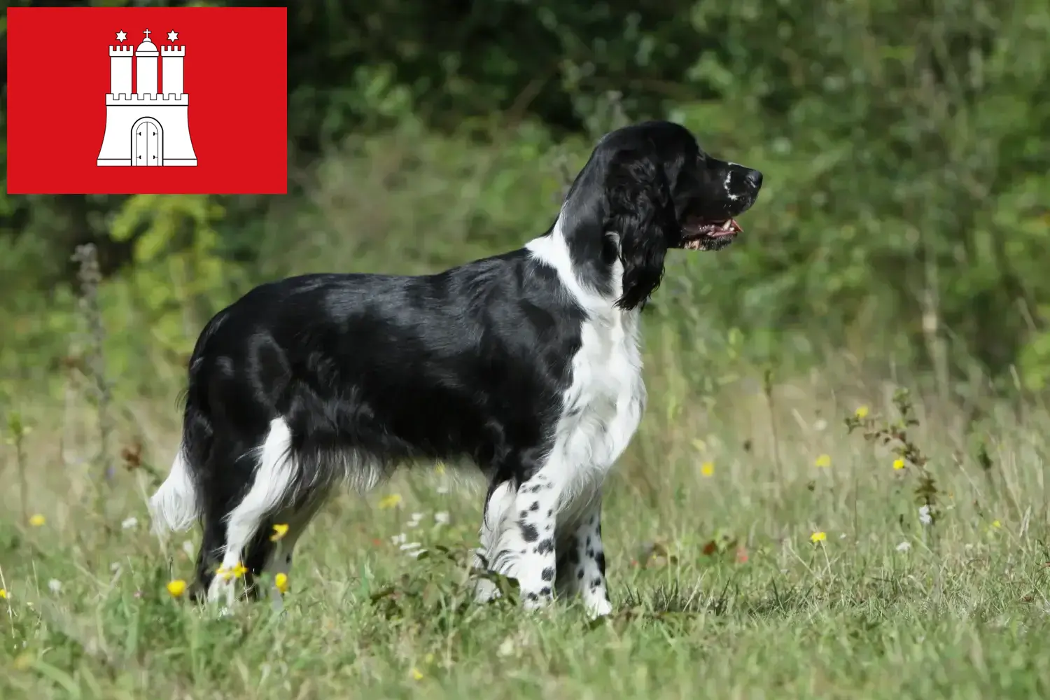 Read more about the article English Springer Spaniel breeders and puppies in Hamburg