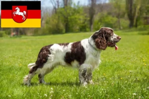 Read more about the article English Springer Spaniel breeders and puppies in Lower Saxony