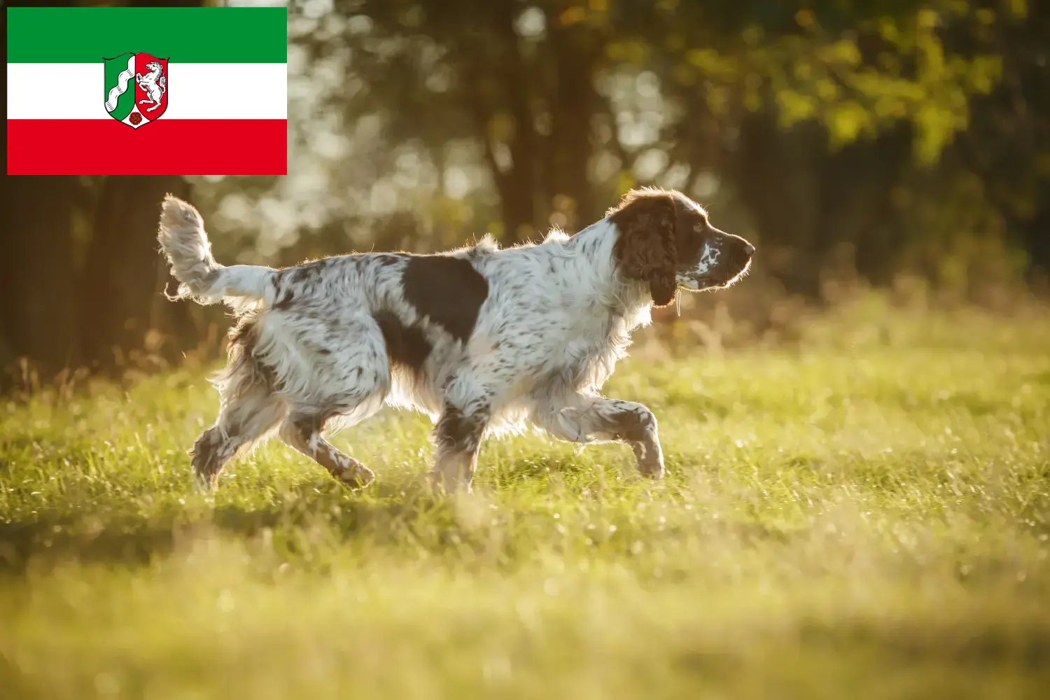 Read more about the article English Springer Spaniel breeders and puppies in North Rhine-Westphalia