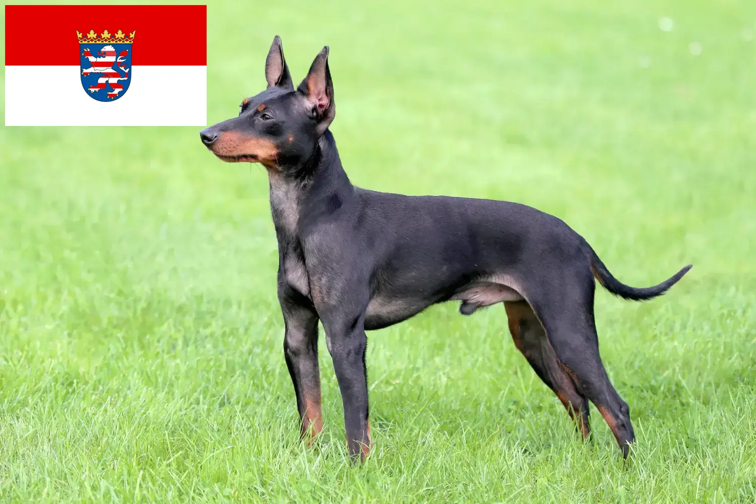 Read more about the article English Toy Terrier breeders and puppies in Hessen