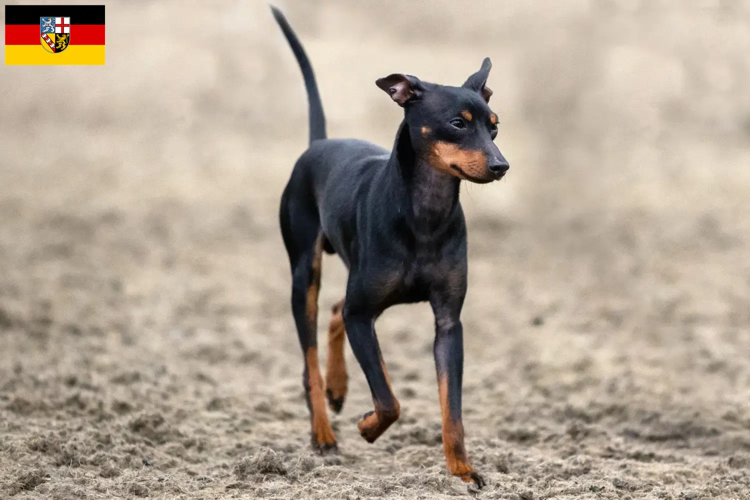 Read more about the article English Toy Terrier breeders and puppies in Saarland