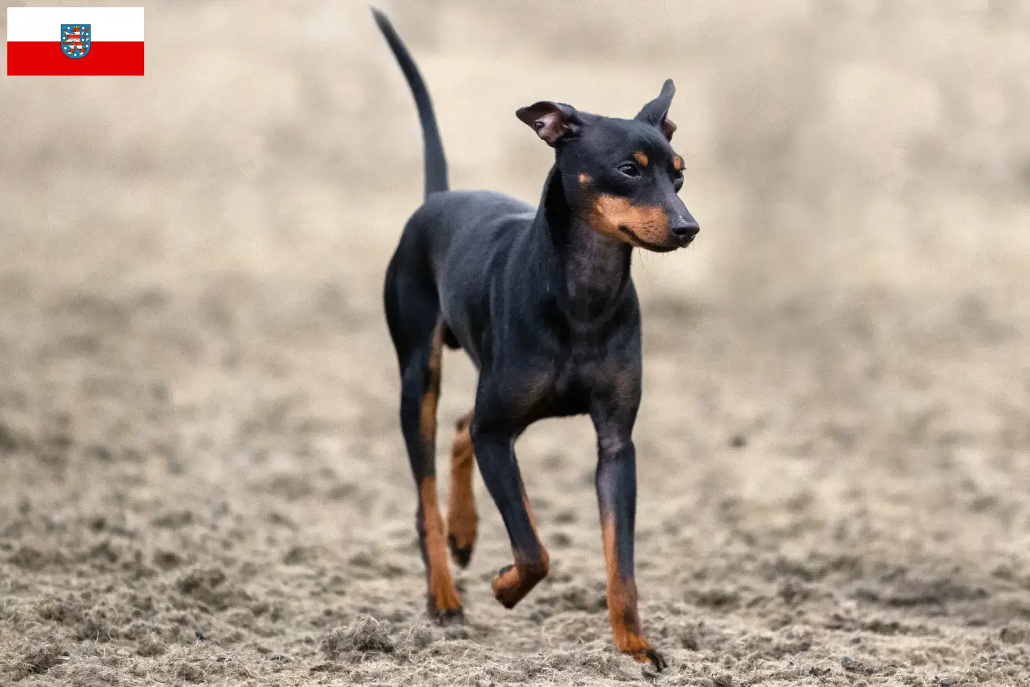 Read more about the article English Toy Terrier breeders and puppies in Thuringia