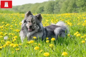 Read more about the article Eurasier breeder and puppies in Hamburg