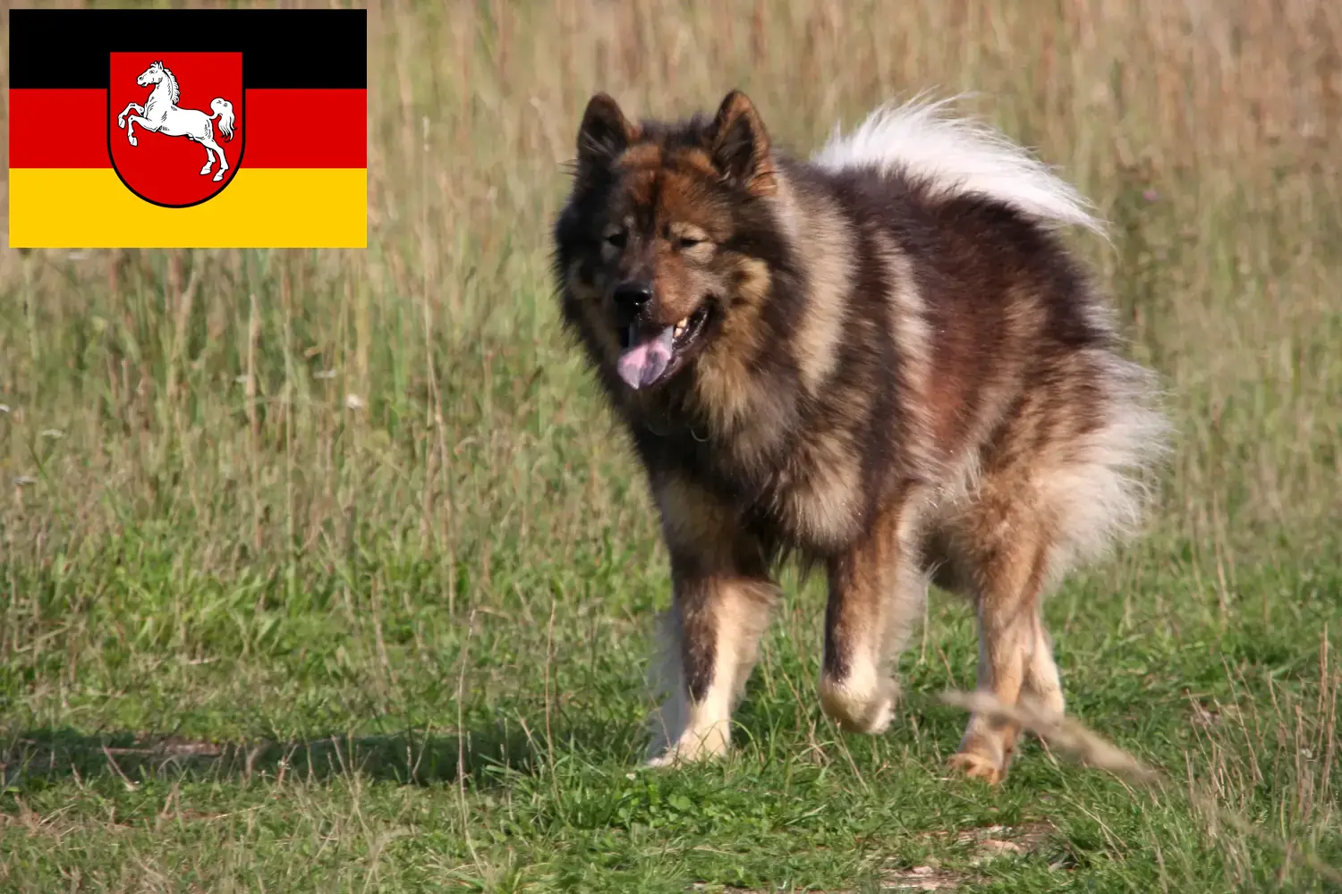 Read more about the article Eurasier breeders and puppies in Lower Saxony