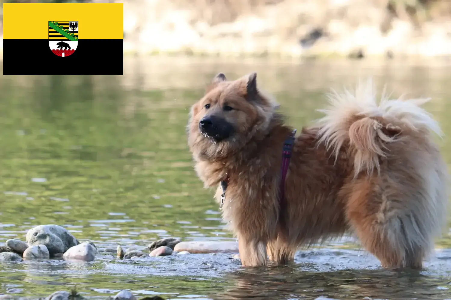 Read more about the article Eurasier breeders and puppies in Saxony-Anhalt