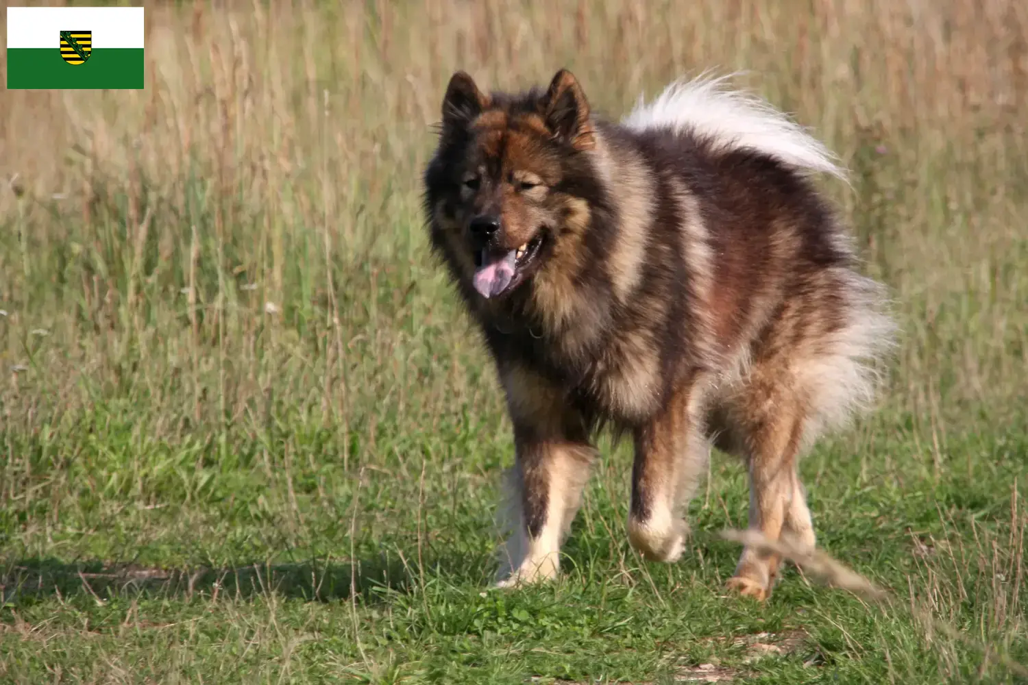 Read more about the article Eurasier breeders and puppies in Saxony