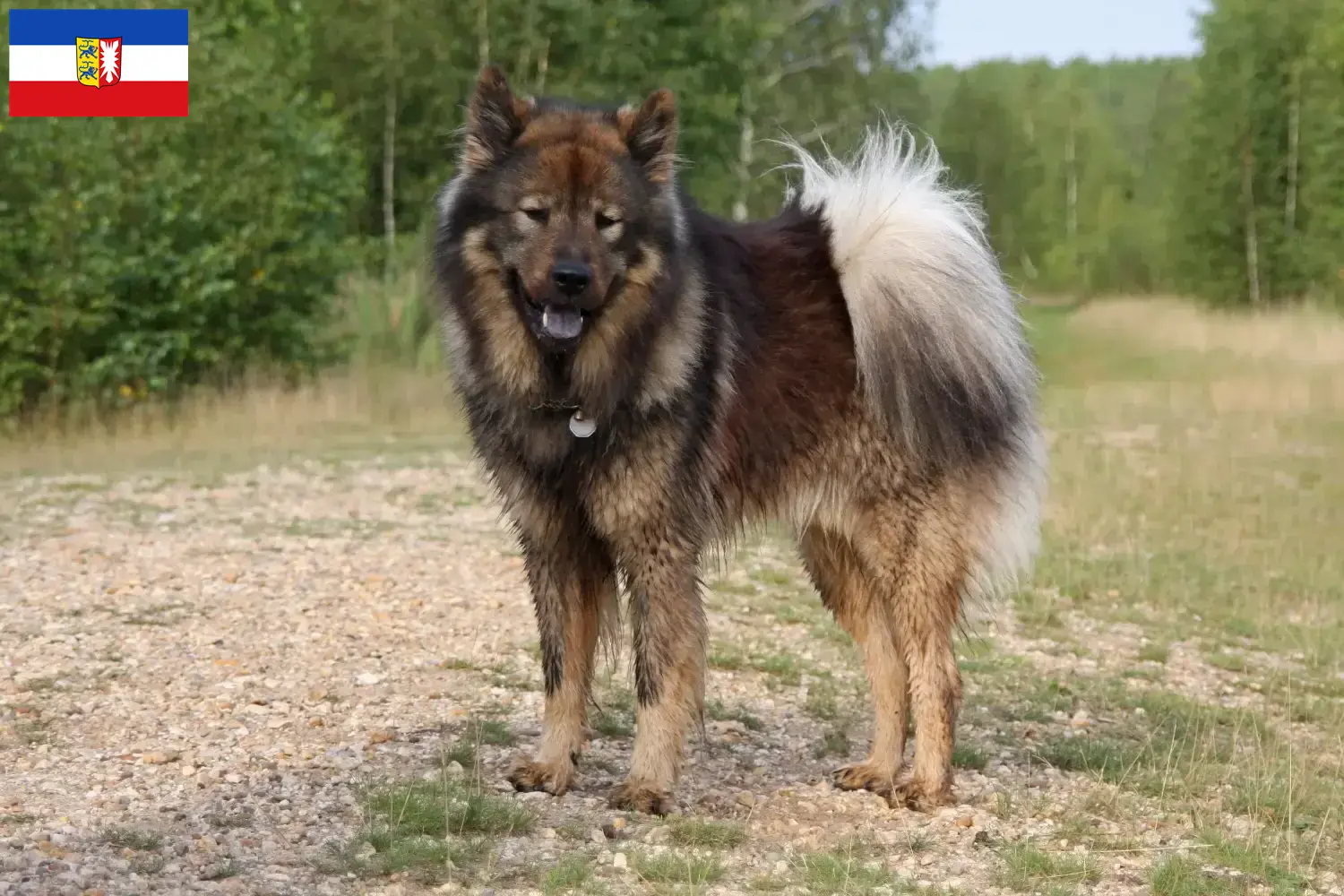 Read more about the article Eurasier breeders and puppies in Schleswig-Holstein