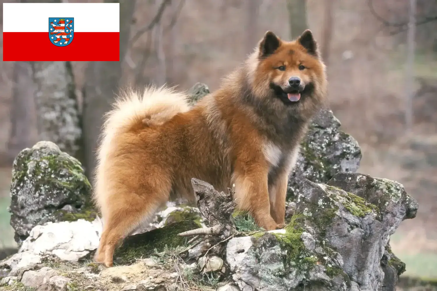 Read more about the article Eurasier breeders and puppies in Thuringia