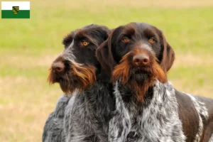 Read more about the article Deutsch Drahthaar breeders and puppies in Saxony