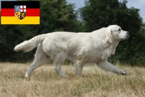 Read more about the article Golden Retriever breeders and puppies in Saarland