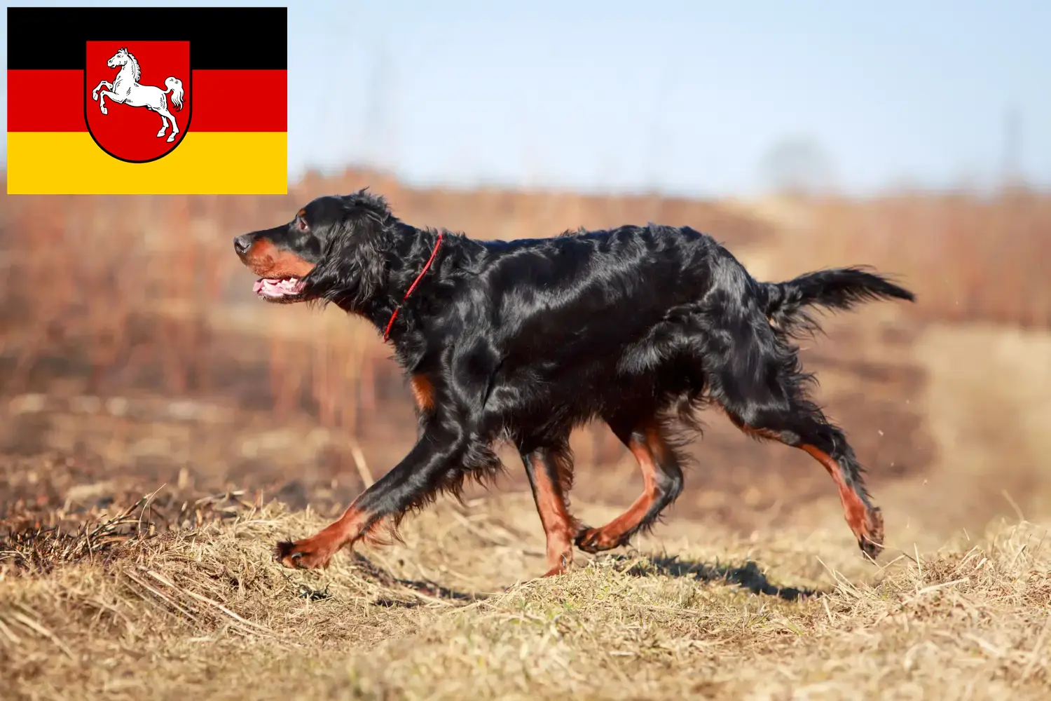 Read more about the article Gordon Setter breeders and puppies in Lower Saxony