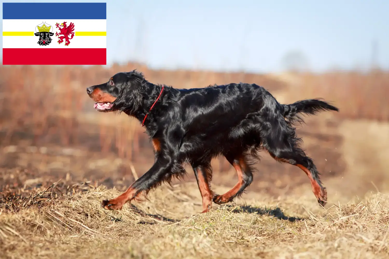 Read more about the article Gordon Setter breeders and puppies in Mecklenburg-Vorpommern