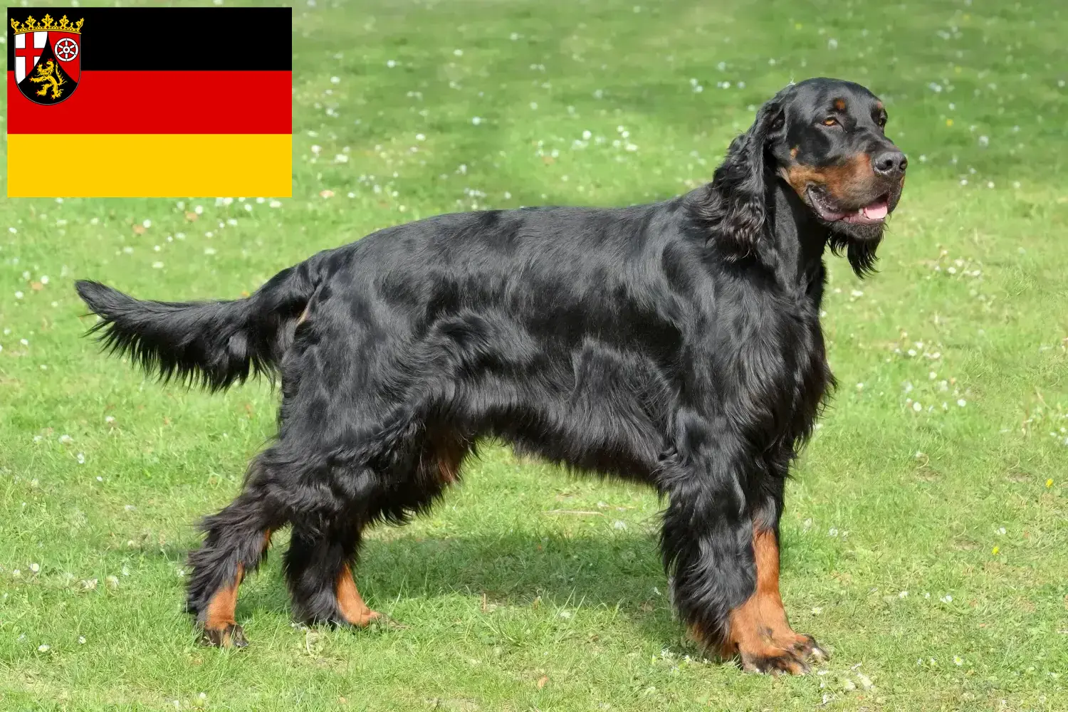 Read more about the article Gordon Setter breeders and puppies in Rhineland-Palatinate